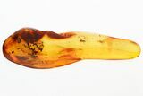 Detailed Fossil Ant and Gall Midge in Baltic Amber #381336-1